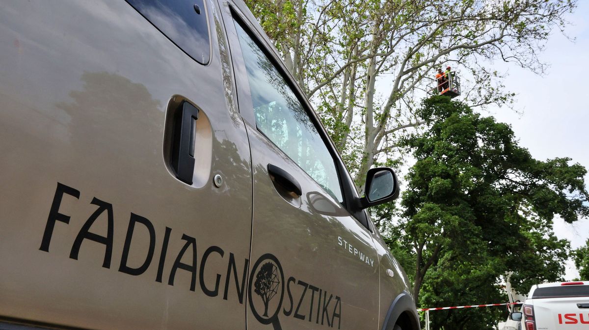Veszélybe került Szeged egyik legszebb fája – utánajártunk, menthető-e a Roosevelt téri platán