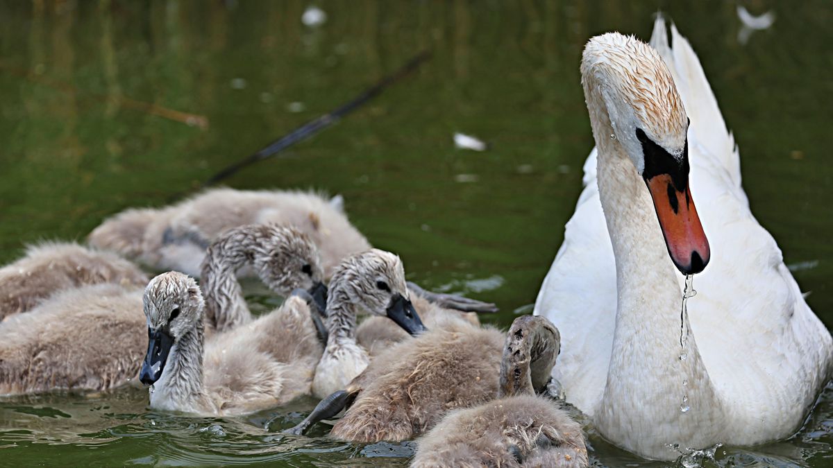 Cukiságbomba a Búvár tavon: hét kis hattyú nevelkedik Szeged