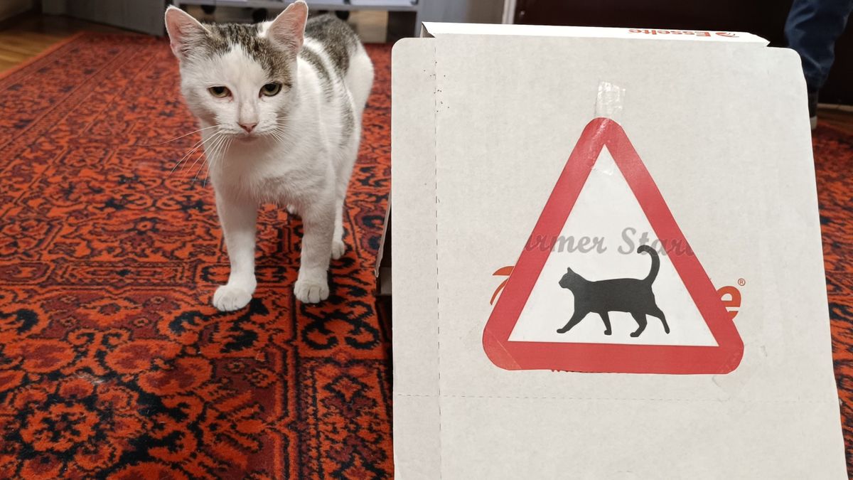 Mindenki kedvence lett a községháza cicája, még saját figyelmeztető táblája is van
