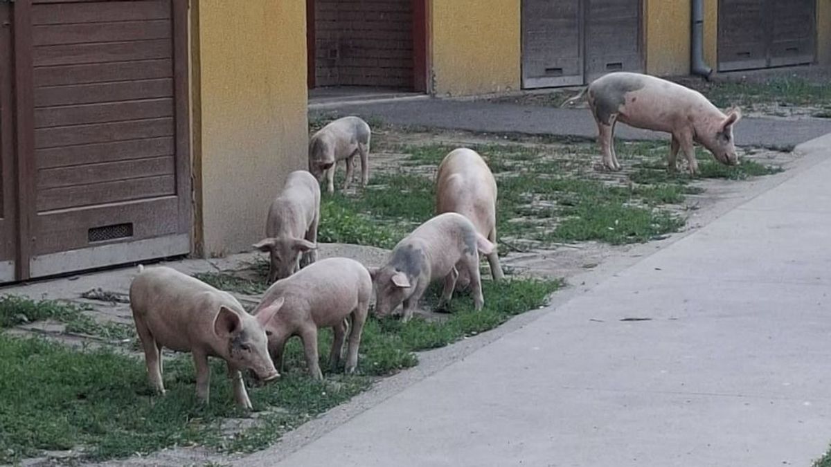 Alig telt el egy hónap, ismét felbukkantak a lakótelepen a szabadon kószáló disznók