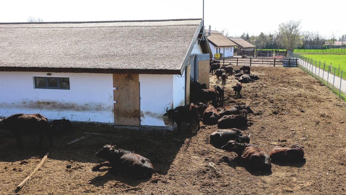 Megnyílik Mórahalom új látványossága, már a pontos időpontot is bejelentették