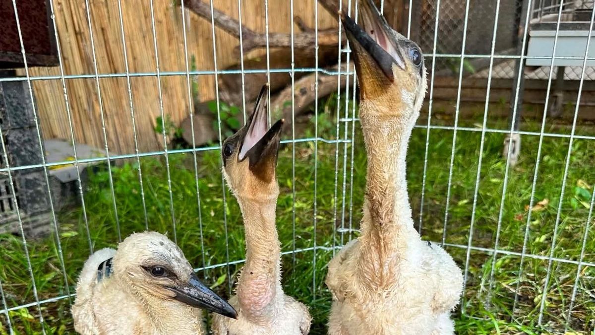 Hét pelyhes gólya kapott új esélyt Szegeden, különleges neveket is választottak nekik – videóval