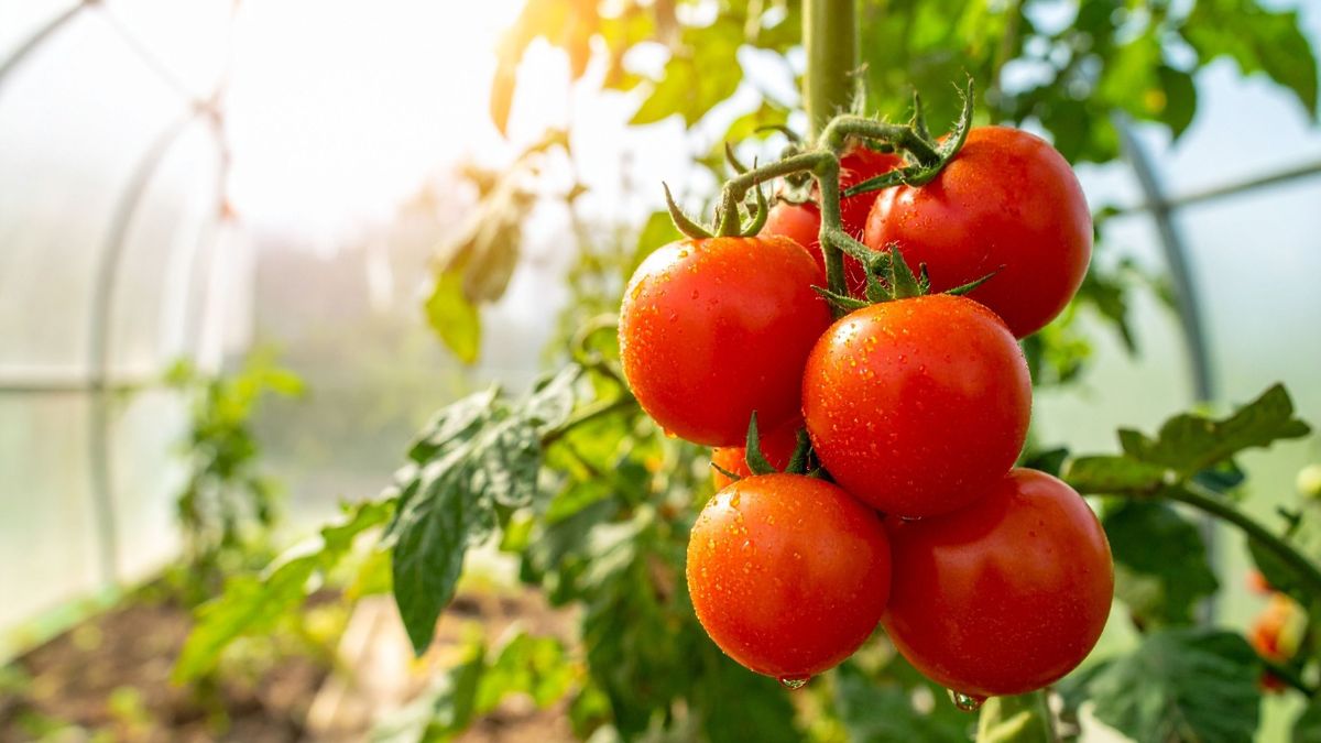 Ezt soha ne tedd a paradicsommal a szezon végén, a talaj bánhatja