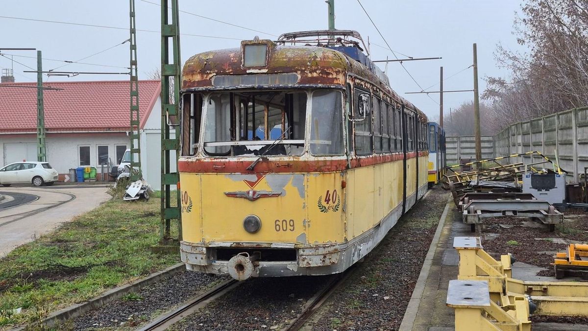 Megmentenéd? Új gazdát keresnek a 62 éves szegedi Bengálinak