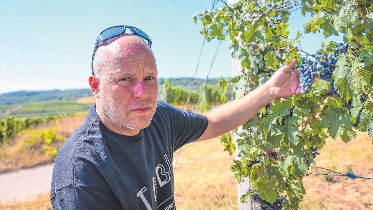 Már most bajban van a szőlő Szekszárdon: kisebb szemek, kényszerérés és korai szüret jött