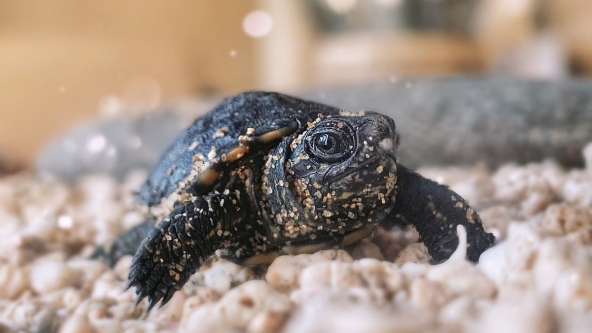 Most kell nagyon figyelni az utakon: alig nagyobbak egy pénzérménél, most tömegével kerülhetnek veszélybe