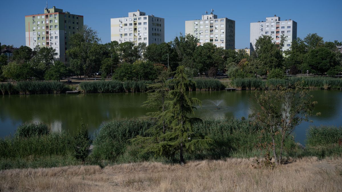 Több fát vagy több parkolót? Erről is véleményt mondhatnak a szegediek