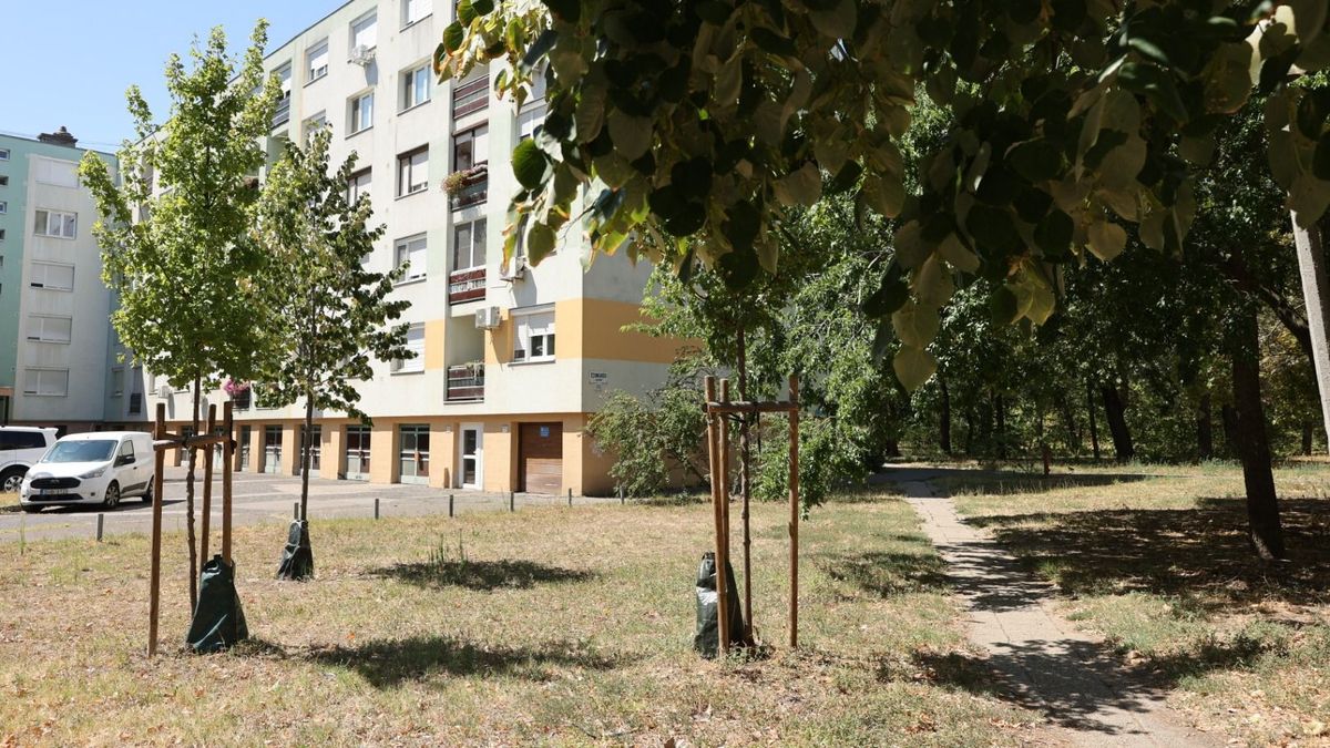 Heti 150 liter víz kellhet egyetlen fiatal fának – segítséget kérnek a szegediektől!