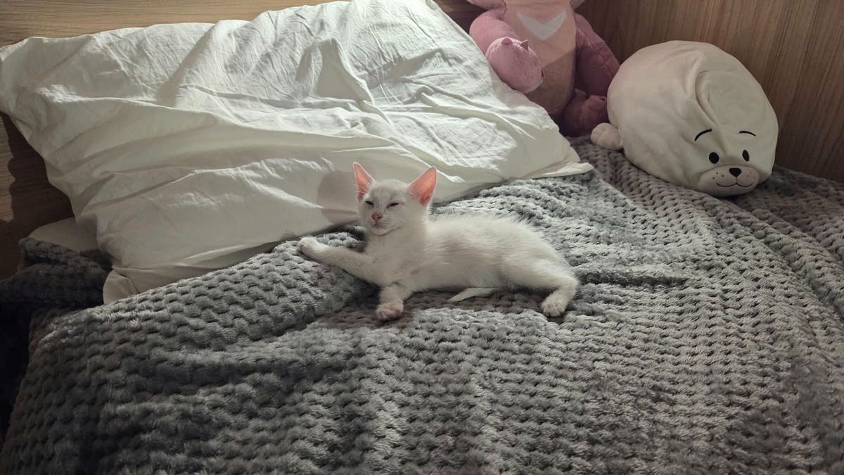 Ülve aludt el a mórahalmi forgatás apró főszereplője