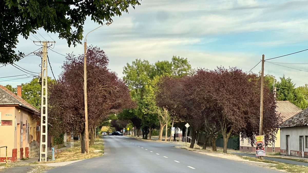 Sorban pusztulnak a fák, és még a Tisza közelsége sem menti meg őket