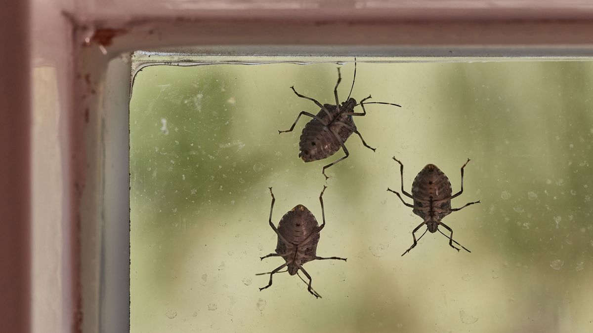 Már bemerészkednek a lakásokba a poloskák, de nem kell feltétlenül inváziótól tartani