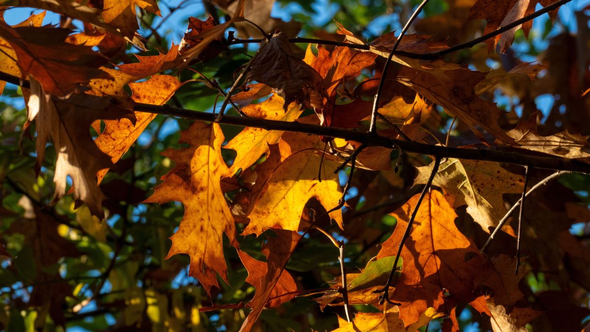 Reggel még vacoghatunk, délután viszont 26 fok is lehet Szegeden szeptember utolsó napján