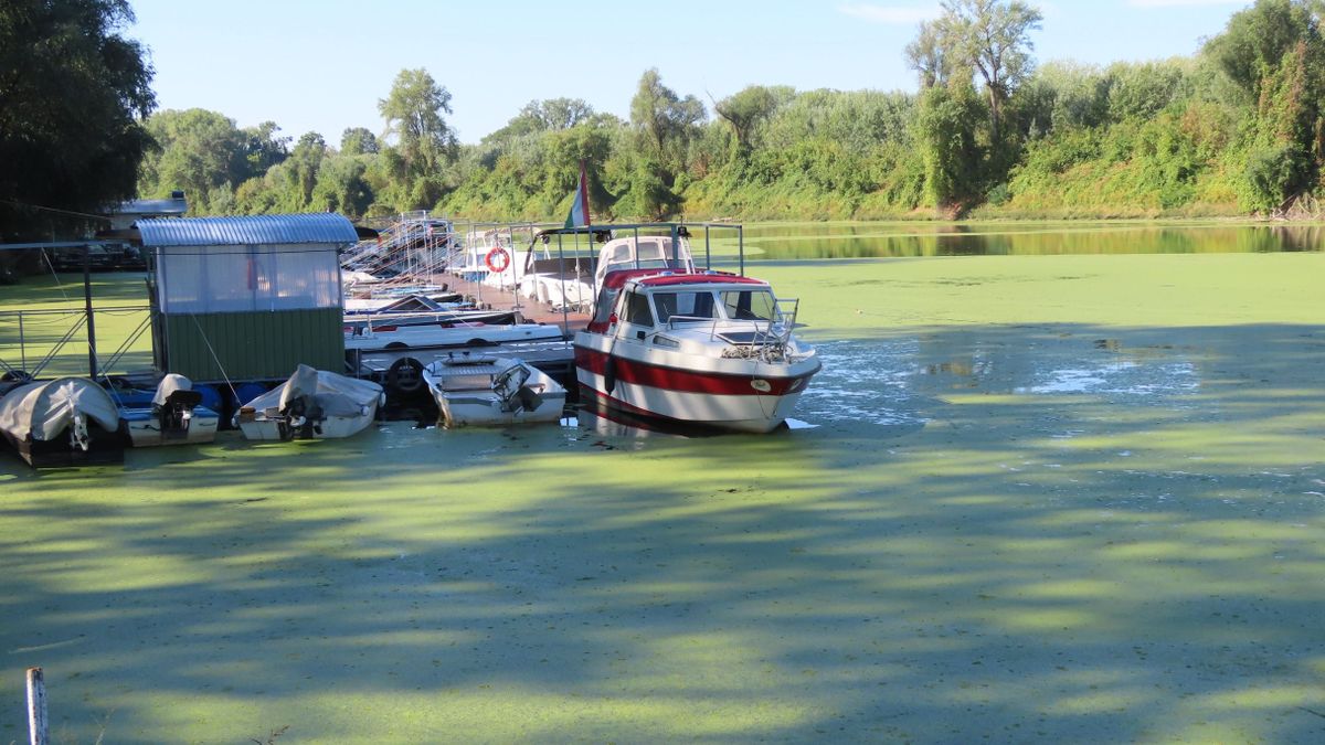 Úgy nézett ki a Tisza Mindszentnél, mint egy nagy zöld focipálya – fotók, videók