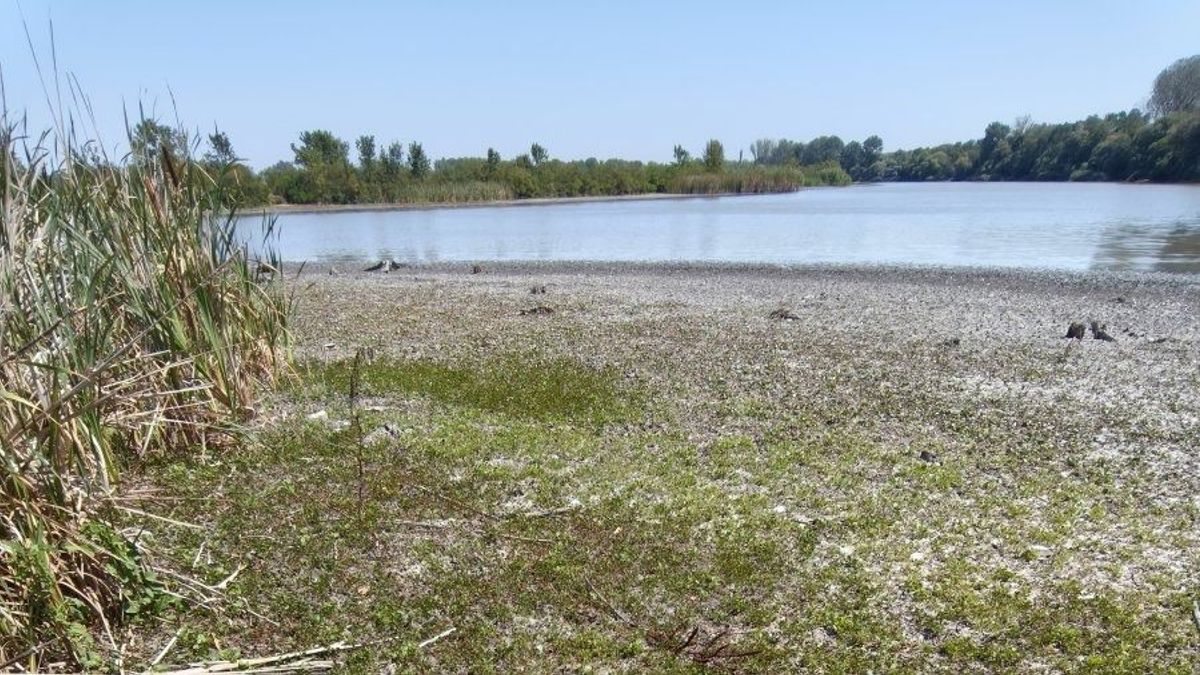 Ritka, védett növényre bukkantak Csongrádon