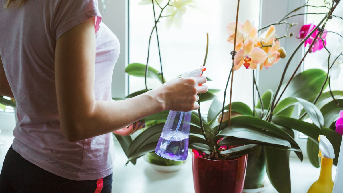 Így gondozd ősszel az orchideádat, hogy újra virágba boruljon