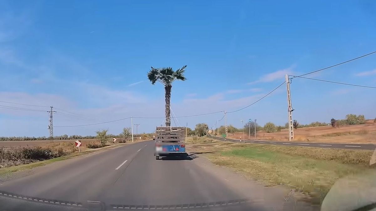 Pálma a fedélzeten: erre a rakományra sokan felkapták a fejüket + videó