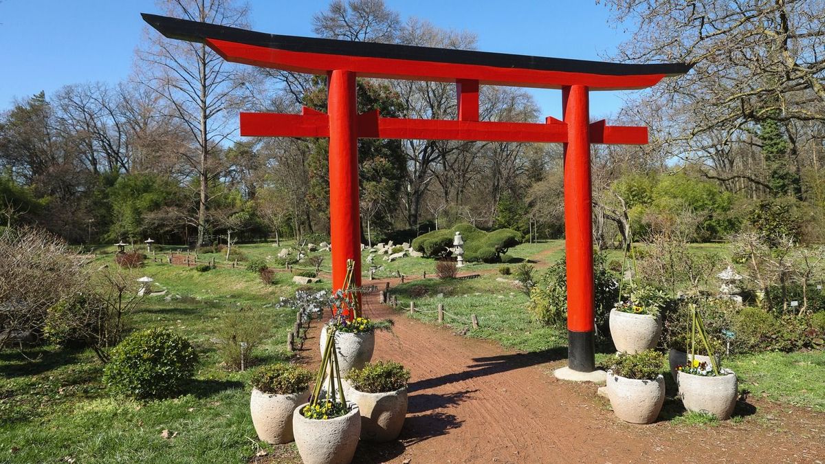 Japán őszi varázslata költözik a szegedi füvészkertbe