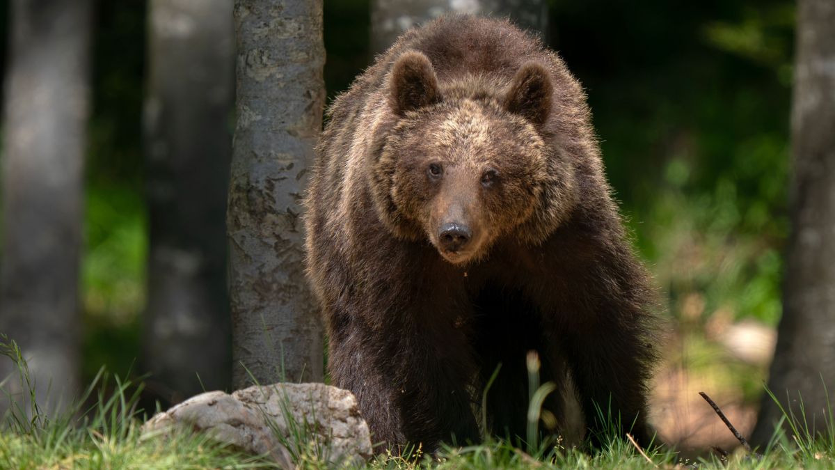 Megint medvék kódorognak Magyarországon, még az Alföldön is szembejöhetnek velünk + videó