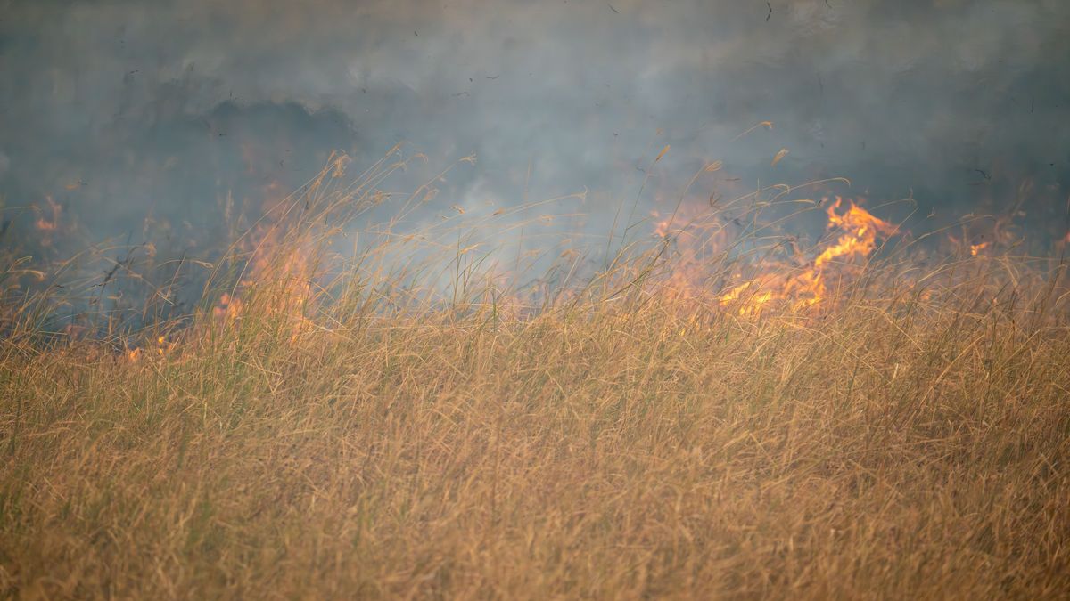 Nagy területen pusztít a tűz Szeged és Algyő között, a vonatokat is leállították