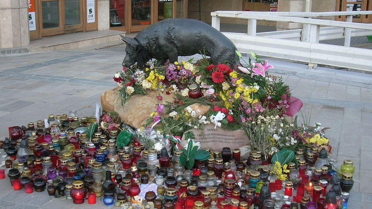 Mancs, a mentőkutya legnagyobb hőstetteire emlékezünk–videóval
